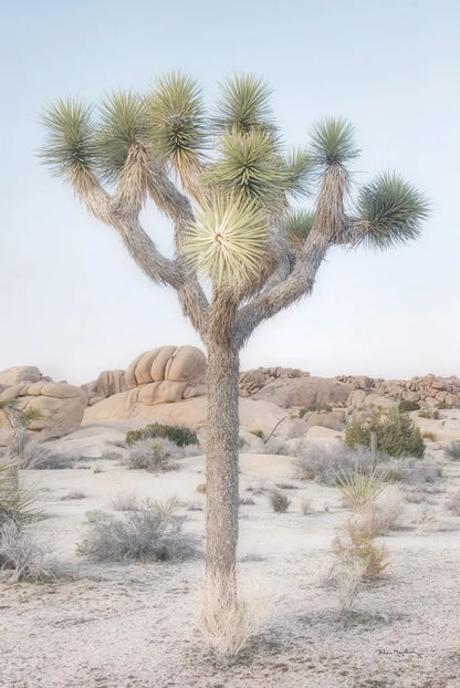Joshua Tree National Park II by Alan Majchrowicz. SKU 61456h. Archival Giclee Fine art print for wall decor.
