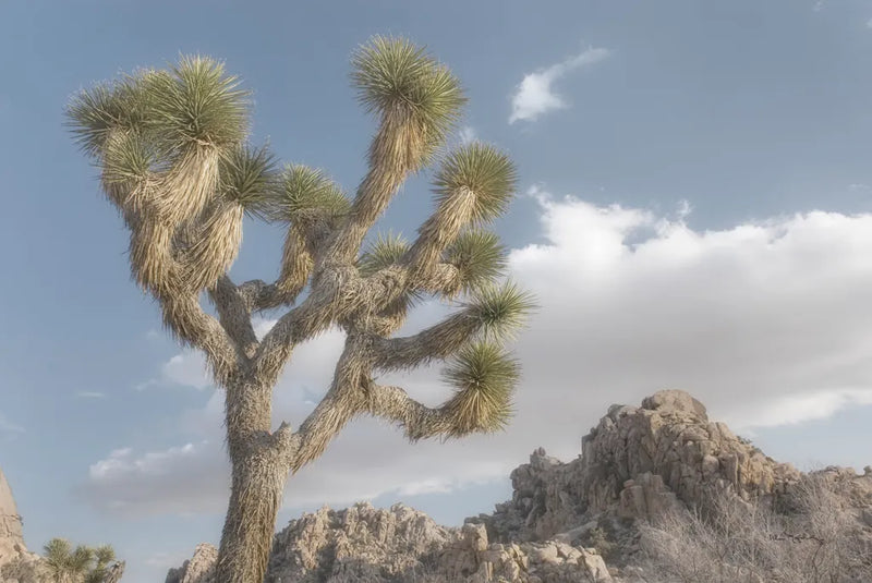 Joshua Tree National Park III by Alan Majchrowicz. SKU 61457i. Archival Giclee Fine art print for wall decor.