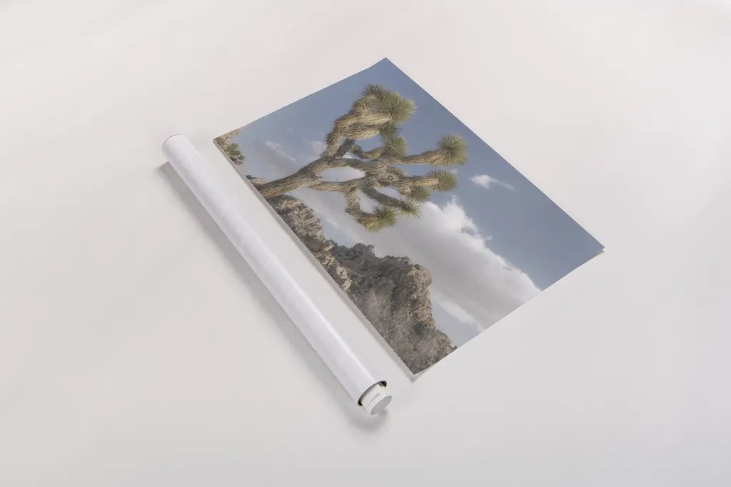 Joshua Tree National Park III by Alan Majchrowicz. shown as a rolled paper print. Available as archival giclee rolled canvas, fine art paper, or poster print. SKU 61457i.