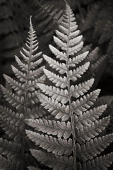 Lady Fern I by Alan Majchrowicz. SKU 46085h. Archival Giclee Fine art print for wall decor.