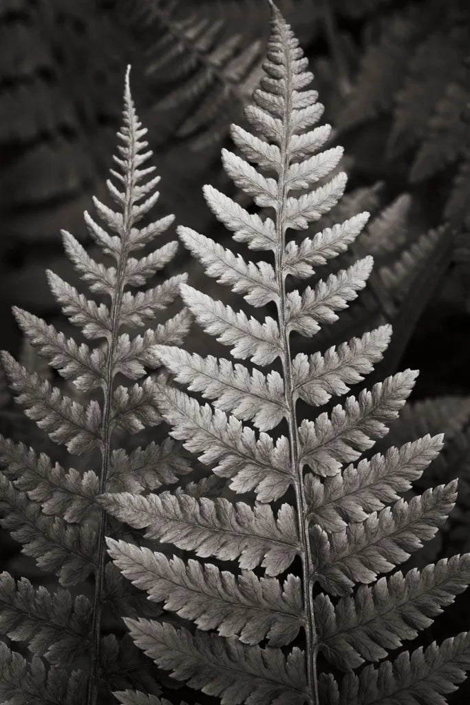 Lady Fern I by Alan Majchrowicz. SKU 46085h. Archival Giclee Fine art print for wall decor.