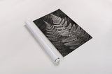 Lady Fern I by Alan Majchrowicz. shown as a rolled paper print. Available as archival giclee rolled canvas, fine art paper, or poster print. SKU 46085h.