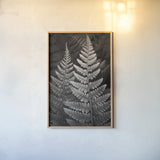 Lady Fern I by Alan Majchrowicz. shown as a paper print in a natural frame. Available as a archival giclee rolled canvas, fine art paper, or poster print. SKU 46085h.