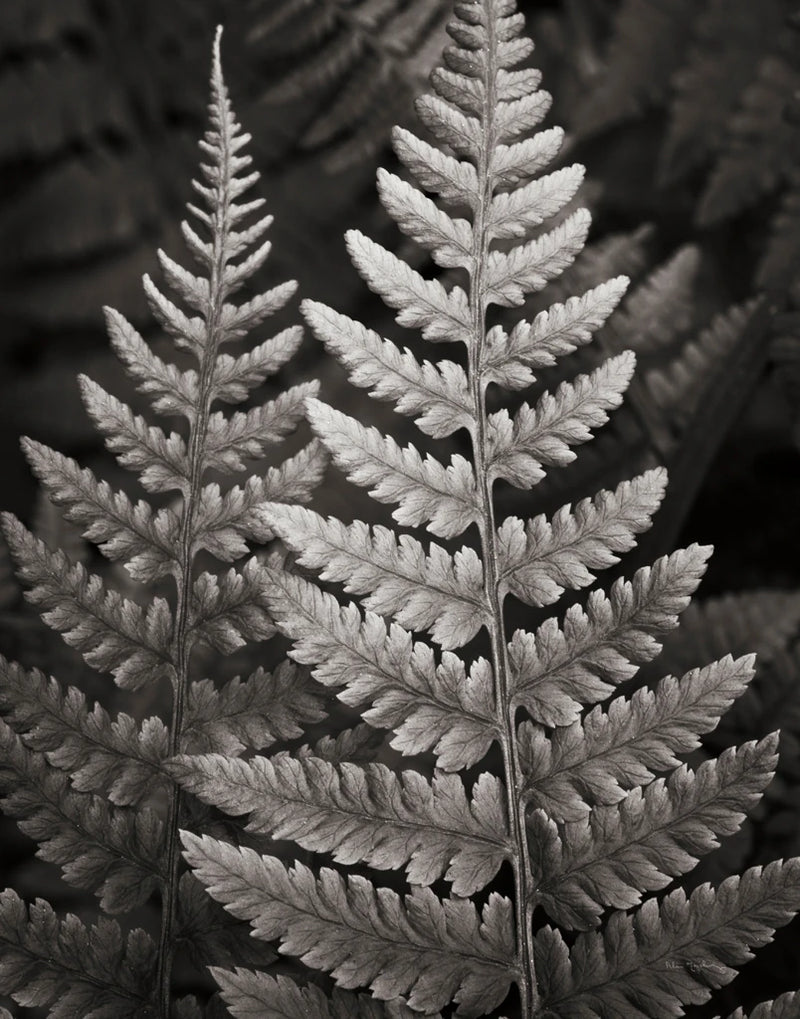 Lady Fern I Crop by Alan Majchrowicz