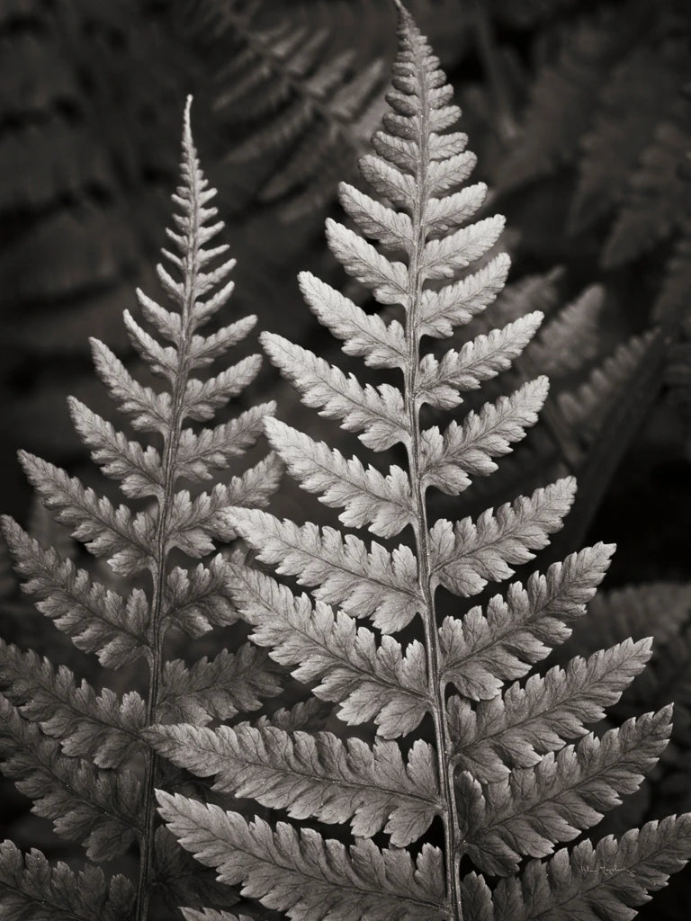 Lady Fern I Crop by Alan Majchrowicz