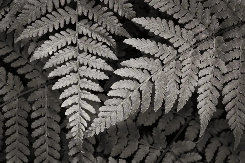 Lady Fern II by Alan Majchrowicz. SKU 46086i. Archival Giclee Fine art print for wall decor.