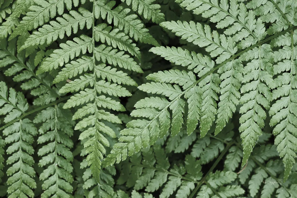 Lady Ferns II Color by Alan Majchrowicz. SKU 63240i. Archival Giclee Fine art print for wall decor.
