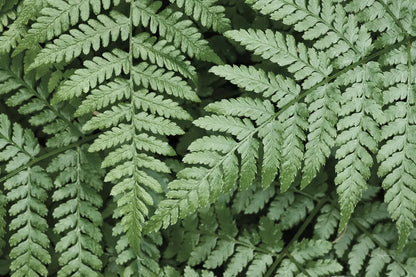 Lady Ferns II Color by Alan Majchrowicz. SKU 63240i. Archival Giclee Fine art print for wall decor.