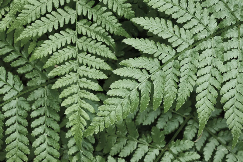Lady Ferns II Color by Alan Majchrowicz. SKU 63240i. Archival Giclee Fine art print for wall decor.