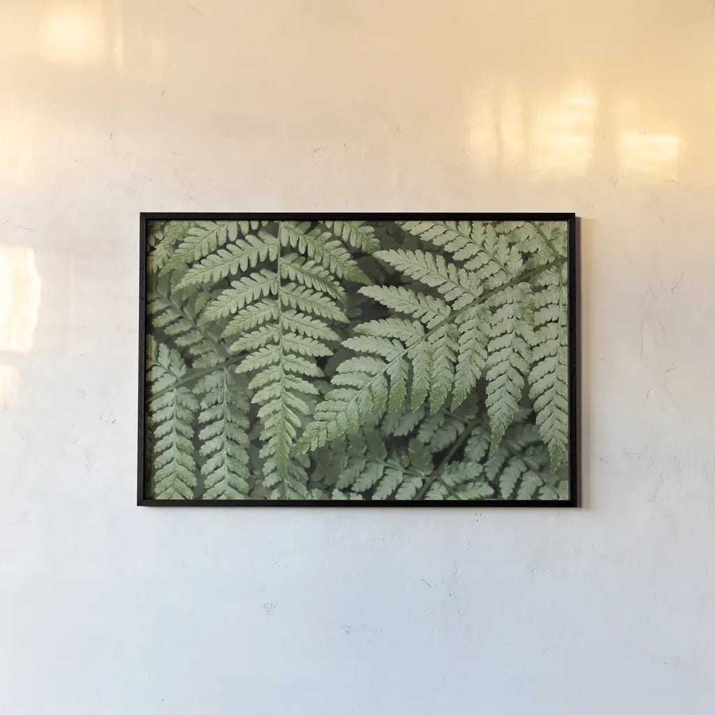 Lady Ferns II Color by Alan Majchrowicz. shown as a paper print in a black flame. Available as a archival giclee rolled canvas, fine art paper, or poster print. SKU 63240i.