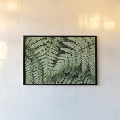 Lady Ferns II Color by Alan Majchrowicz. shown as a paper print in a black flame. Available as a archival giclee rolled canvas, fine art paper, or poster print. SKU 63240i.