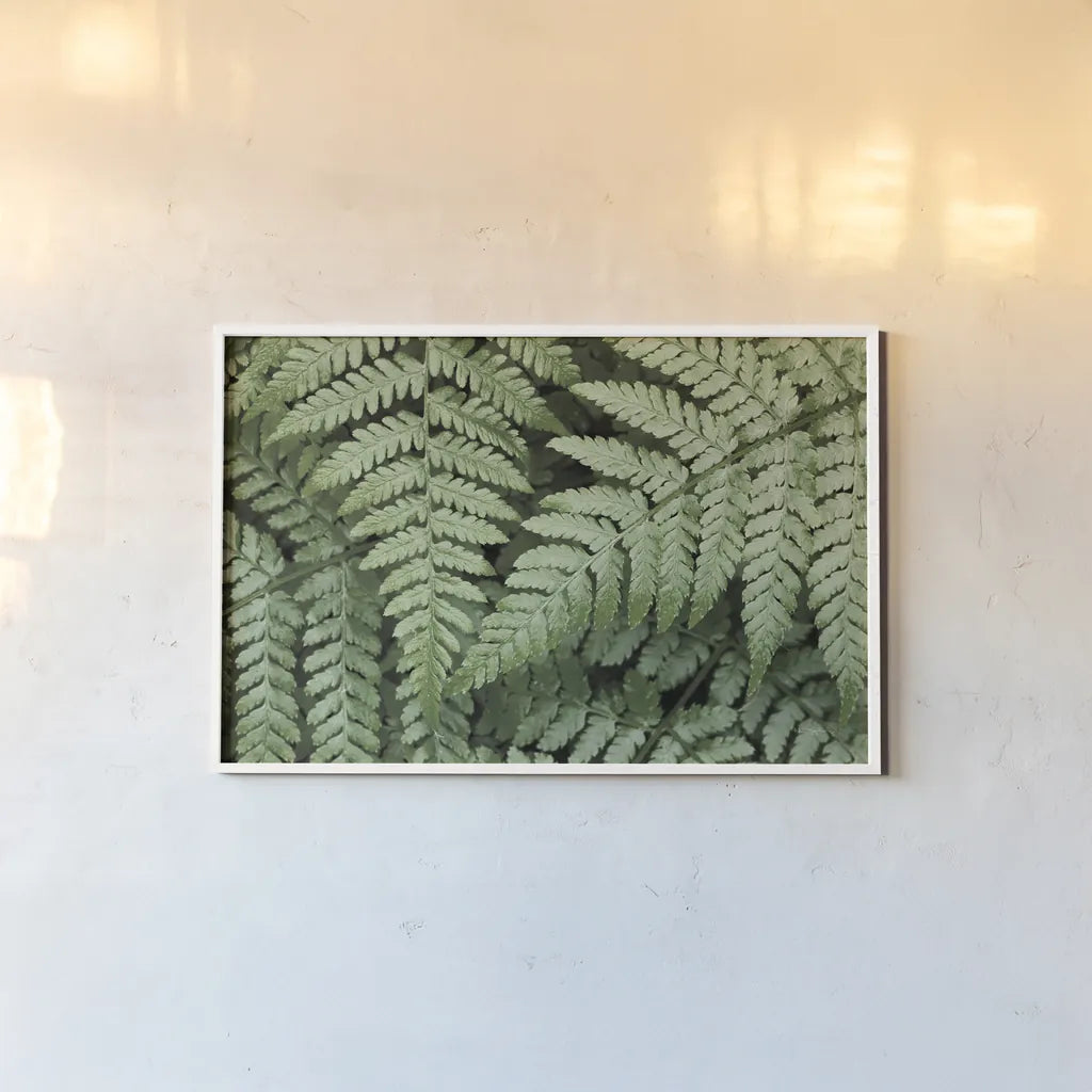 Lady Ferns II Color by Alan Majchrowicz. shown as a paper print in a white frame. Available as a archival giclee rolled canvas, fine art paper, or poster print. SKU 63240i.