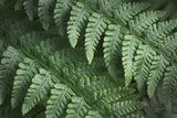 Lady Ferns III Color by Alan Majchrowicz. SKU 63241i. Archival Giclee Fine art print for wall decor.