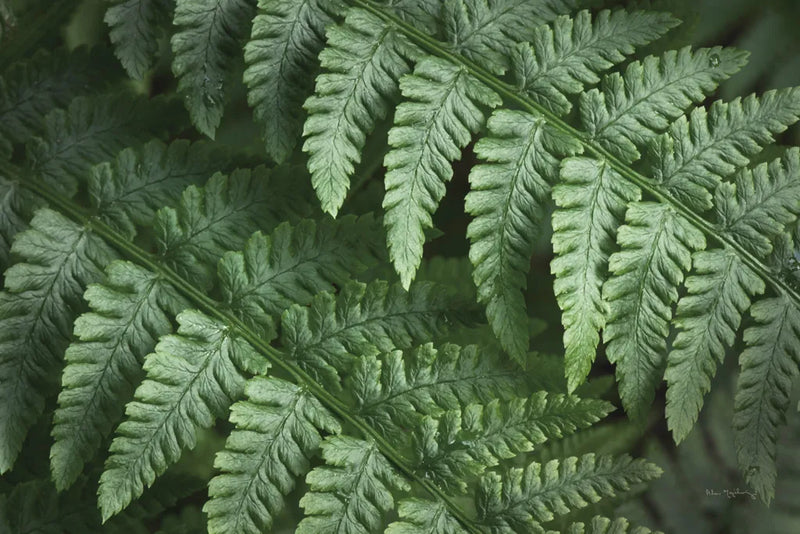 Lady Ferns III Color by Alan Majchrowicz. SKU 63241i. Archival Giclee Fine art print for wall decor.