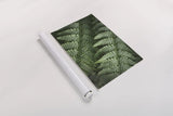 Lady Ferns III Color by Alan Majchrowicz. shown as a rolled paper print. Available as archival giclee rolled canvas, fine art paper, or poster print. SKU 63241i.