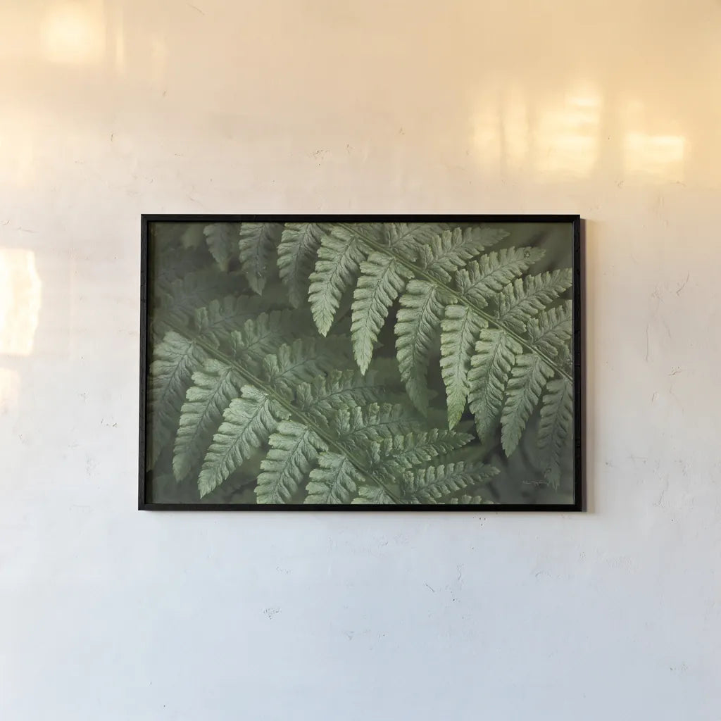 Lady Ferns III Color by Alan Majchrowicz. shown as a paper print in a black flame. Available as a archival giclee rolled canvas, fine art paper, or poster print. SKU 63241i.