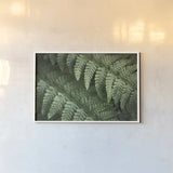 Lady Ferns III Color by Alan Majchrowicz. shown as a paper print in a white frame. Available as a archival giclee rolled canvas, fine art paper, or poster print. SKU 63241i.