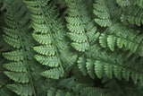Lady Ferns IV Color by Alan Majchrowicz. SKU 63242i. Archival Giclee Fine art print for wall decor.