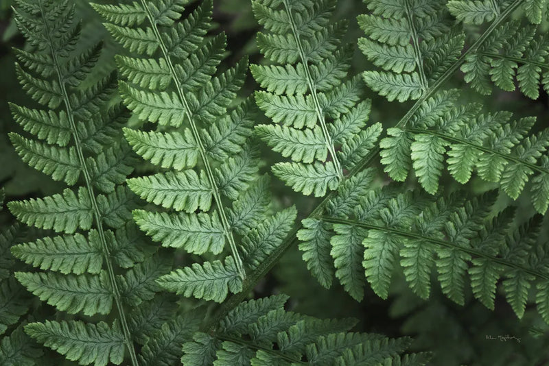 Lady Ferns IV Color by Alan Majchrowicz. SKU 63242i. Archival Giclee Fine art print for wall decor.