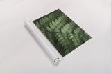 Lady Ferns IV Color by Alan Majchrowicz. shown as a rolled paper print. Available as archival giclee rolled canvas, fine art paper, or poster print. SKU 63242i.