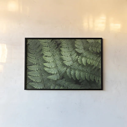 Lady Ferns IV Color by Alan Majchrowicz. shown as a paper print in a black flame. Available as a archival giclee rolled canvas, fine art paper, or poster print. SKU 63242i.