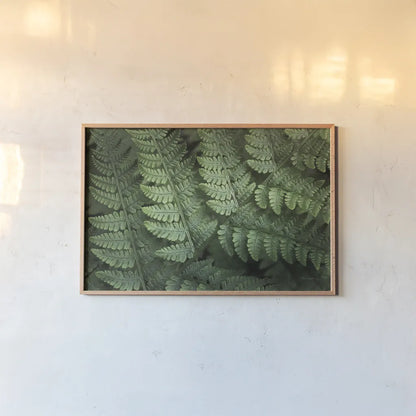 Lady Ferns IV Color by Alan Majchrowicz. shown as a paper print in a natural frame. Available as a archival giclee rolled canvas, fine art paper, or poster print. SKU 63242i.