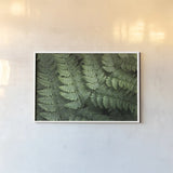 Lady Ferns IV Color by Alan Majchrowicz. shown as a paper print in a white frame. Available as a archival giclee rolled canvas, fine art paper, or poster print. SKU 63242i.