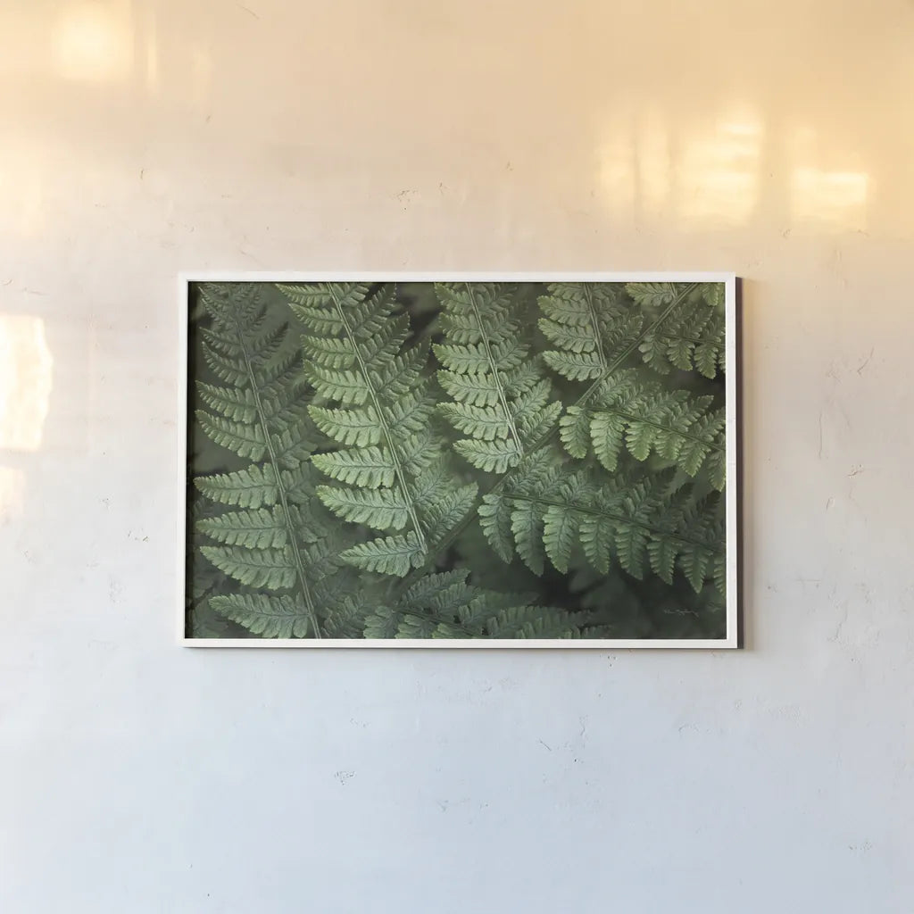 Lady Ferns IV Color by Alan Majchrowicz. shown as a paper print in a white frame. Available as a archival giclee rolled canvas, fine art paper, or poster print. SKU 63242i.