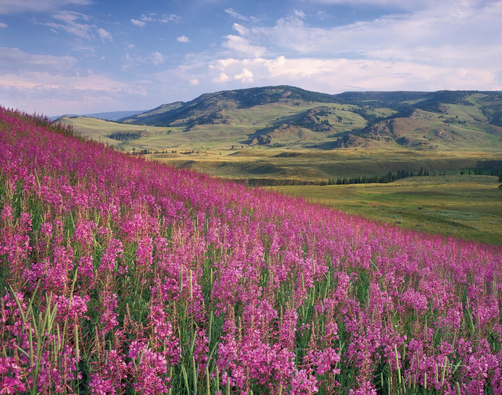 Lamar Valley by Alan Majchrowicz