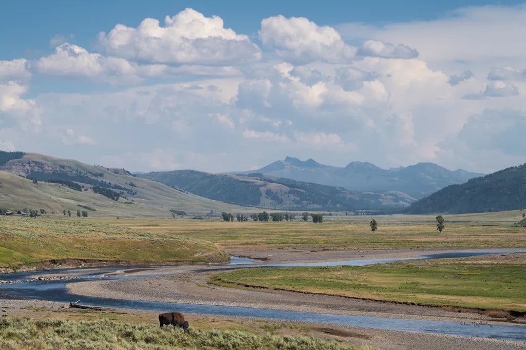 Lamar Valley Bison by Alan Majchrowicz. SKU 80847i. Archival Giclee Fine art print for wall decor.
