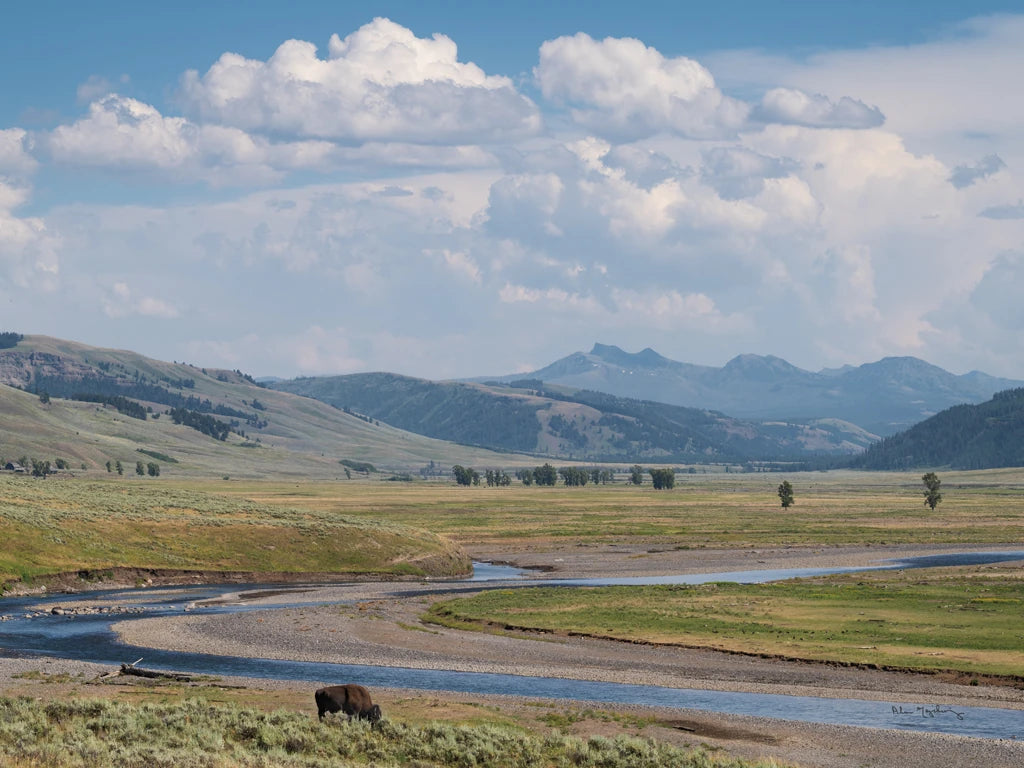 Lamar Valley Bison Crop by Alan Majchrowicz