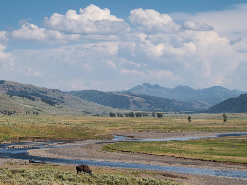 Lamar Valley Bison Crop by Alan Majchrowicz