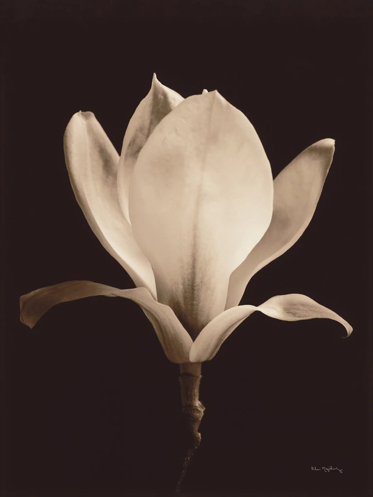 Magnolia by Alan Majchrowicz