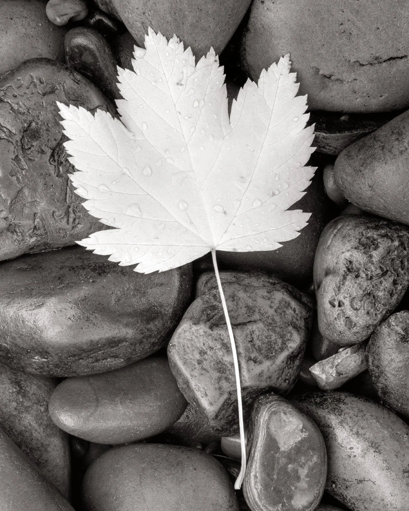 Maple Leaf by Alan Majchrowicz