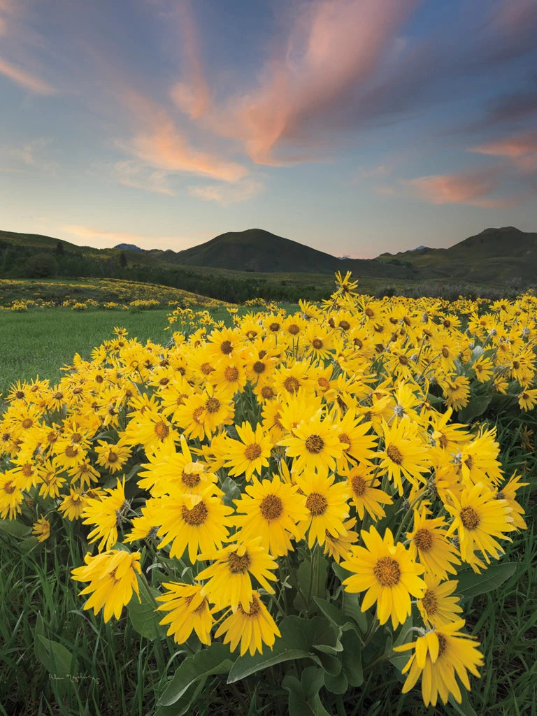 Methow Valley Wildflowers I by Alan Majchrowicz