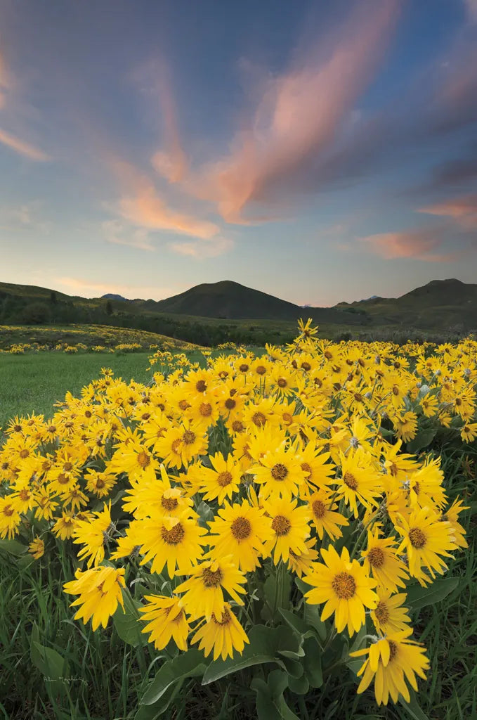 Methow Valley Wildflowers I by Alan Majchrowicz. SKU 33790h. Archival Giclee Fine art print for wall decor.