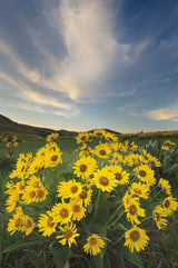 Methow Valley Wildflowers II by Alan Majchrowicz. SKU 33791h. Archival Giclee Fine art print for wall decor.