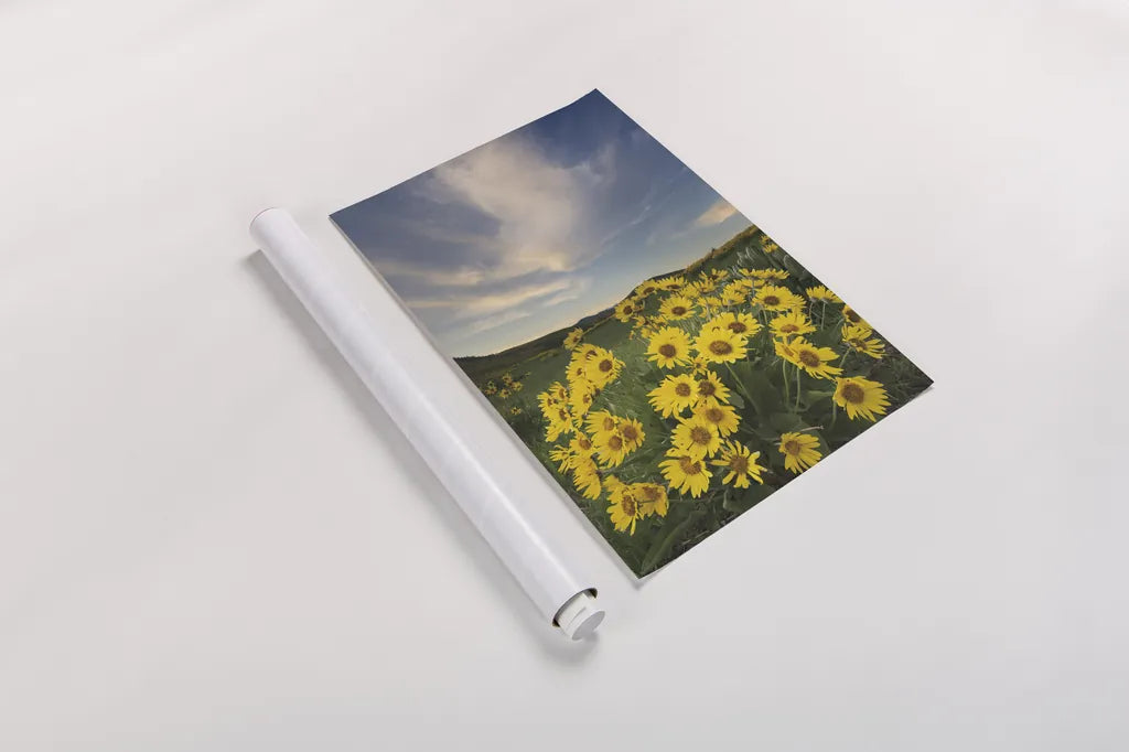 Methow Valley Wildflowers II by Alan Majchrowicz. shown as a rolled paper print. Available as archival giclee rolled canvas, fine art paper, or poster print. SKU 33791h.