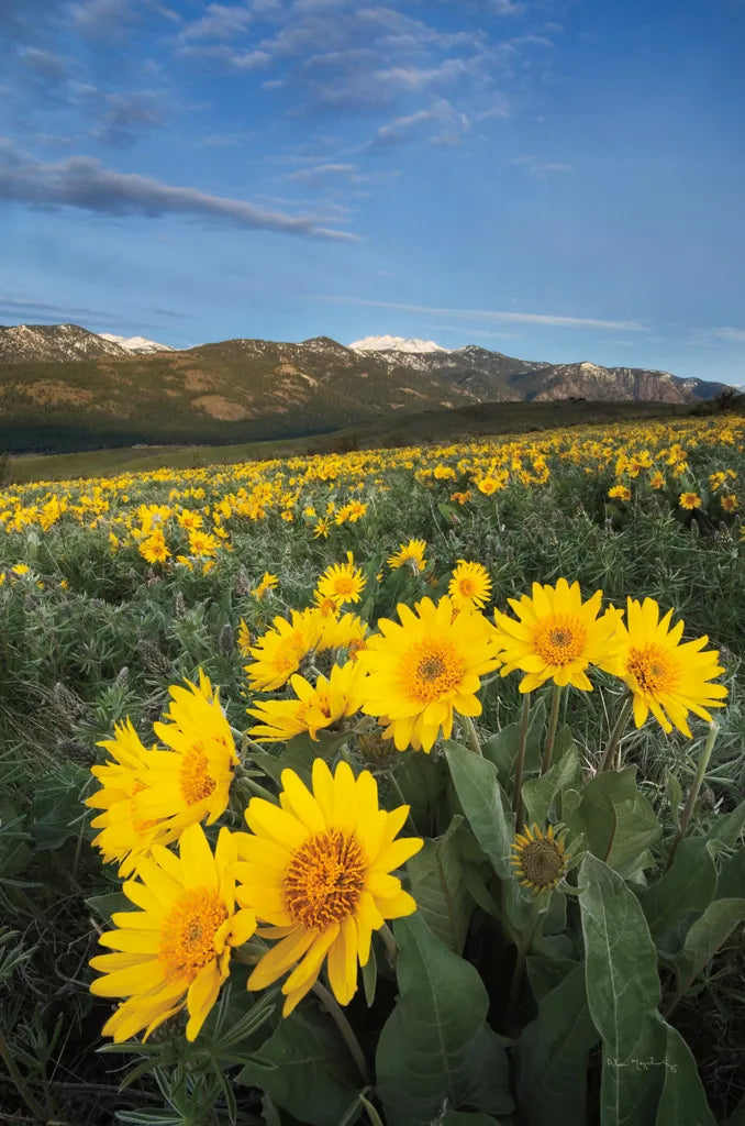Methow Valley Wildflowers III by Alan Majchrowicz. SKU 33792h. Archival Giclee Fine art print for wall decor.
