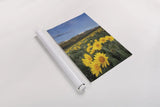 Methow Valley Wildflowers III by Alan Majchrowicz. shown as a rolled paper print. Available as archival giclee rolled canvas, fine art paper, or poster print. SKU 33792h.