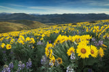 Methow Valley Wildflowers IV by Alan Majchrowicz. SKU 33793i. Archival Giclee Fine art print for wall decor.