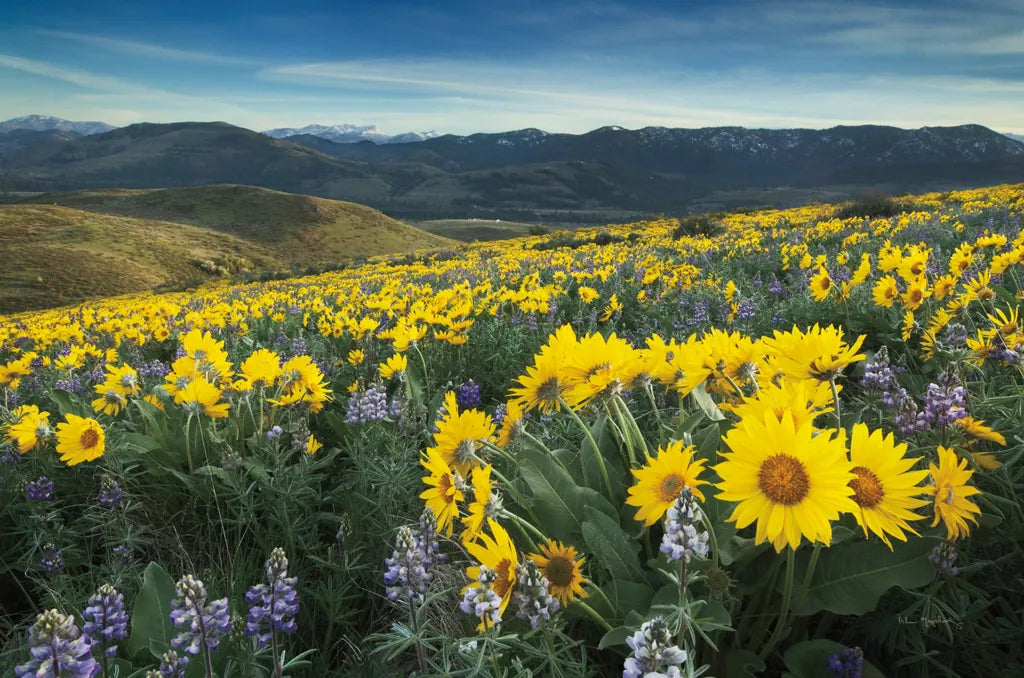 Methow Valley Wildflowers IV by Alan Majchrowicz. SKU 33793i. Archival Giclee Fine art print for wall decor.