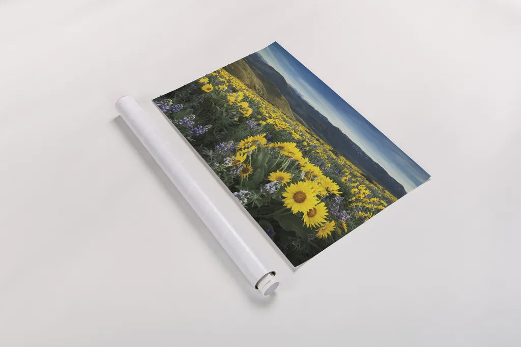 Methow Valley Wildflowers IV by Alan Majchrowicz. shown as a rolled paper print. Available as archival giclee rolled canvas, fine art paper, or poster print. SKU 33793i.