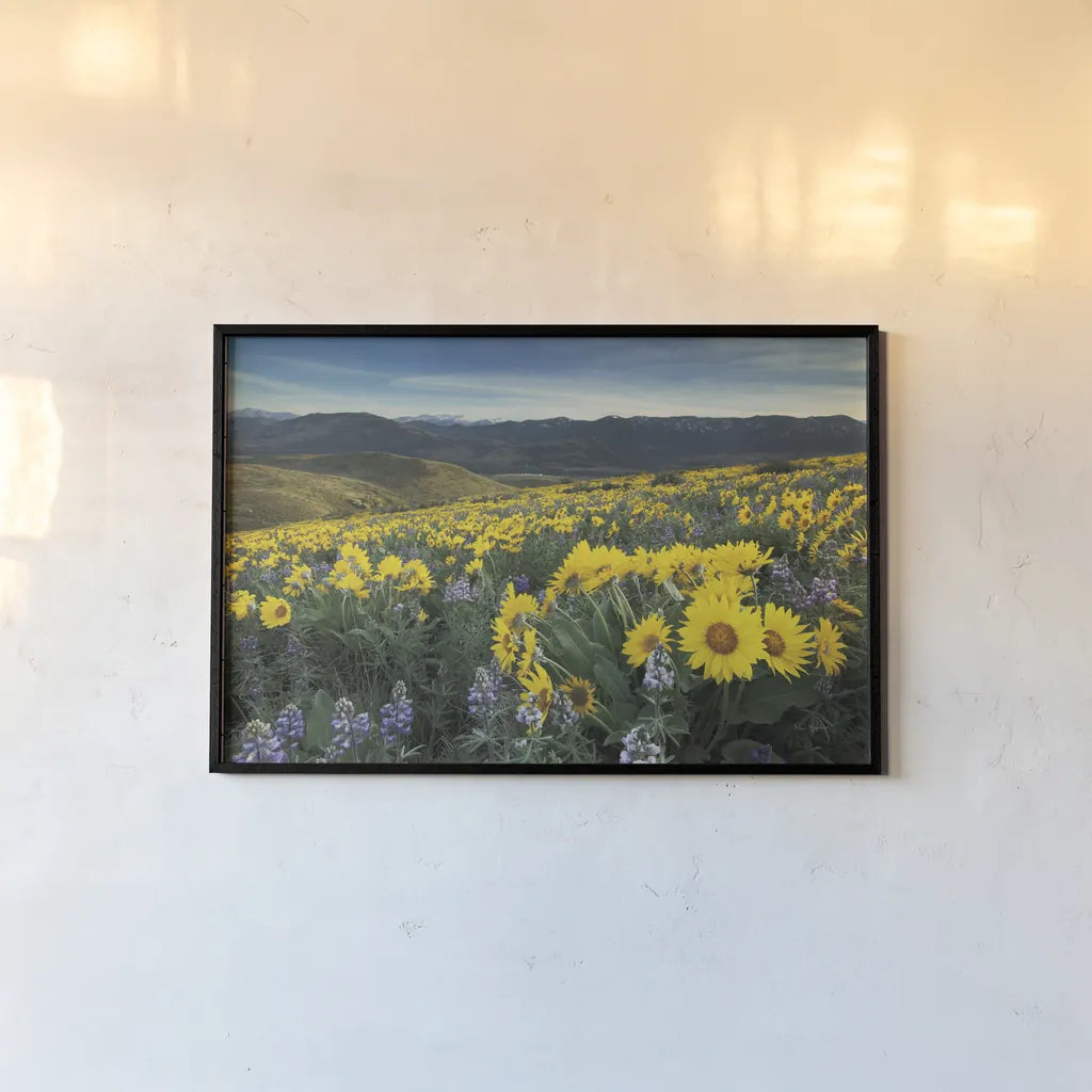 Methow Valley Wildflowers IV by Alan Majchrowicz. shown as a paper print in a black flame. Available as a archival giclee rolled canvas, fine art paper, or poster print. SKU 33793i.