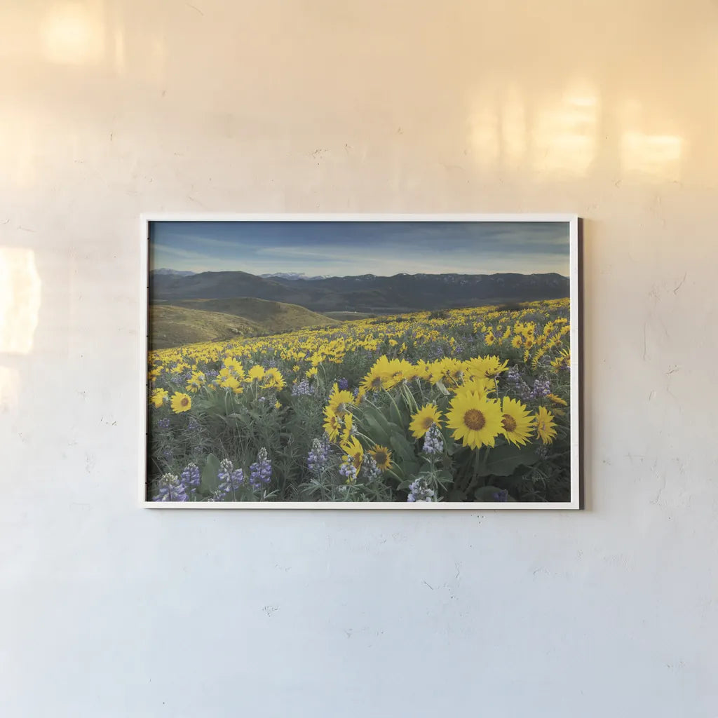 Methow Valley Wildflowers IV by Alan Majchrowicz. shown as a paper print in a white frame. Available as a archival giclee rolled canvas, fine art paper, or poster print. SKU 33793i.