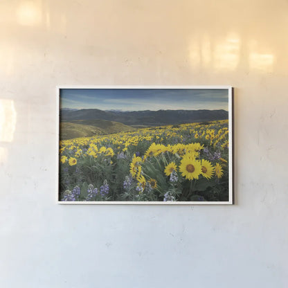 Methow Valley Wildflowers IV by Alan Majchrowicz. shown as a paper print in a white frame. Available as a archival giclee rolled canvas, fine art paper, or poster print. SKU 33793i.