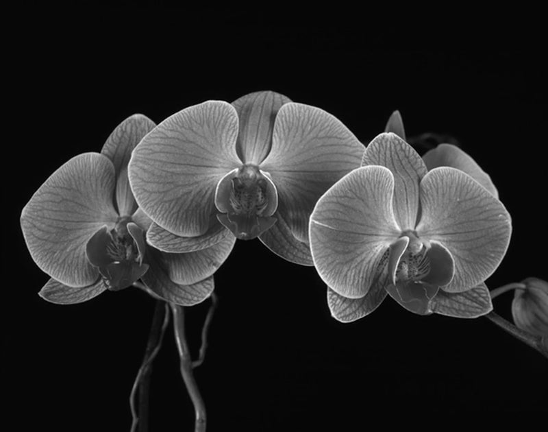 Moth Orchids I by Alan Majchrowicz