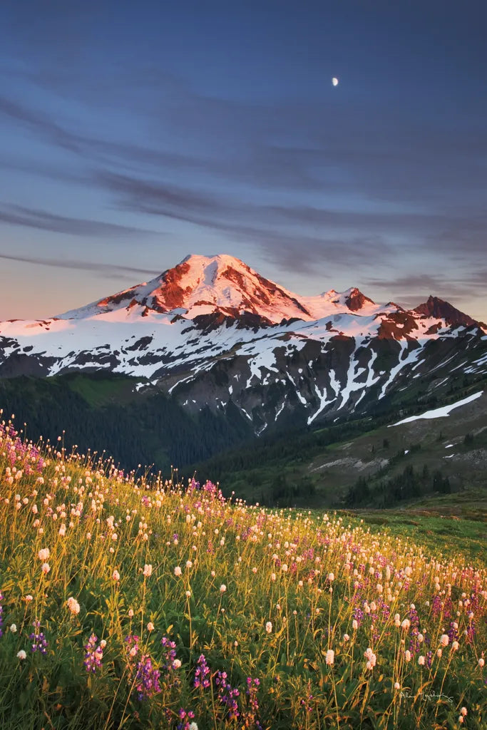 Mount Baker Wildflowers by Alan Majchrowicz. SKU 86350h. Archival Giclee Fine art print for wall decor.