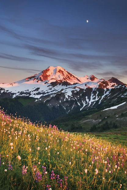 Mount Baker Wildflowers by Alan Majchrowicz. SKU 86350h. Archival Giclee Fine art print for wall decor.