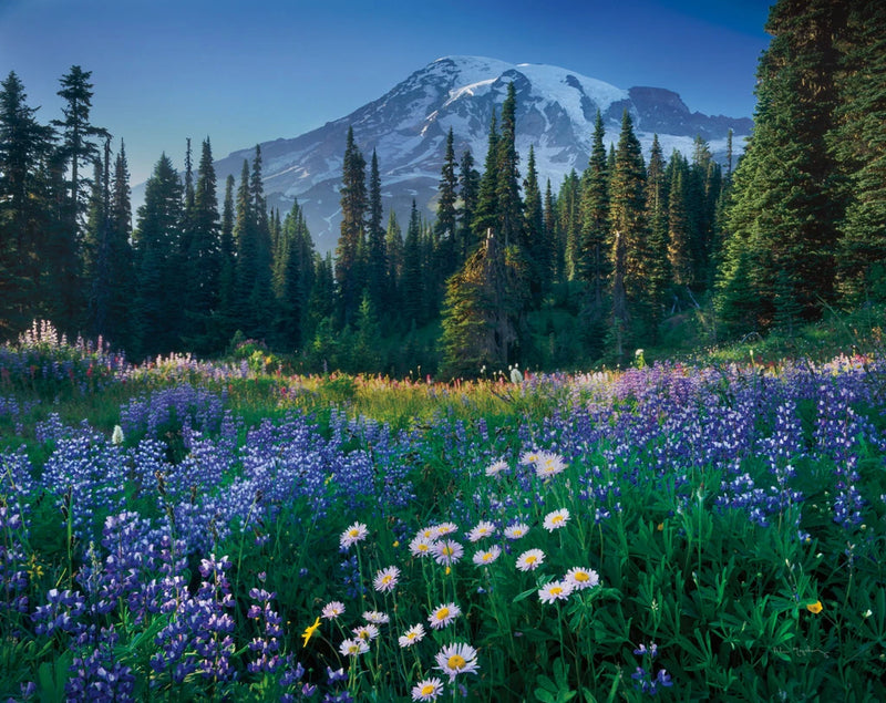 Mount Rainier by Alan Majchrowicz